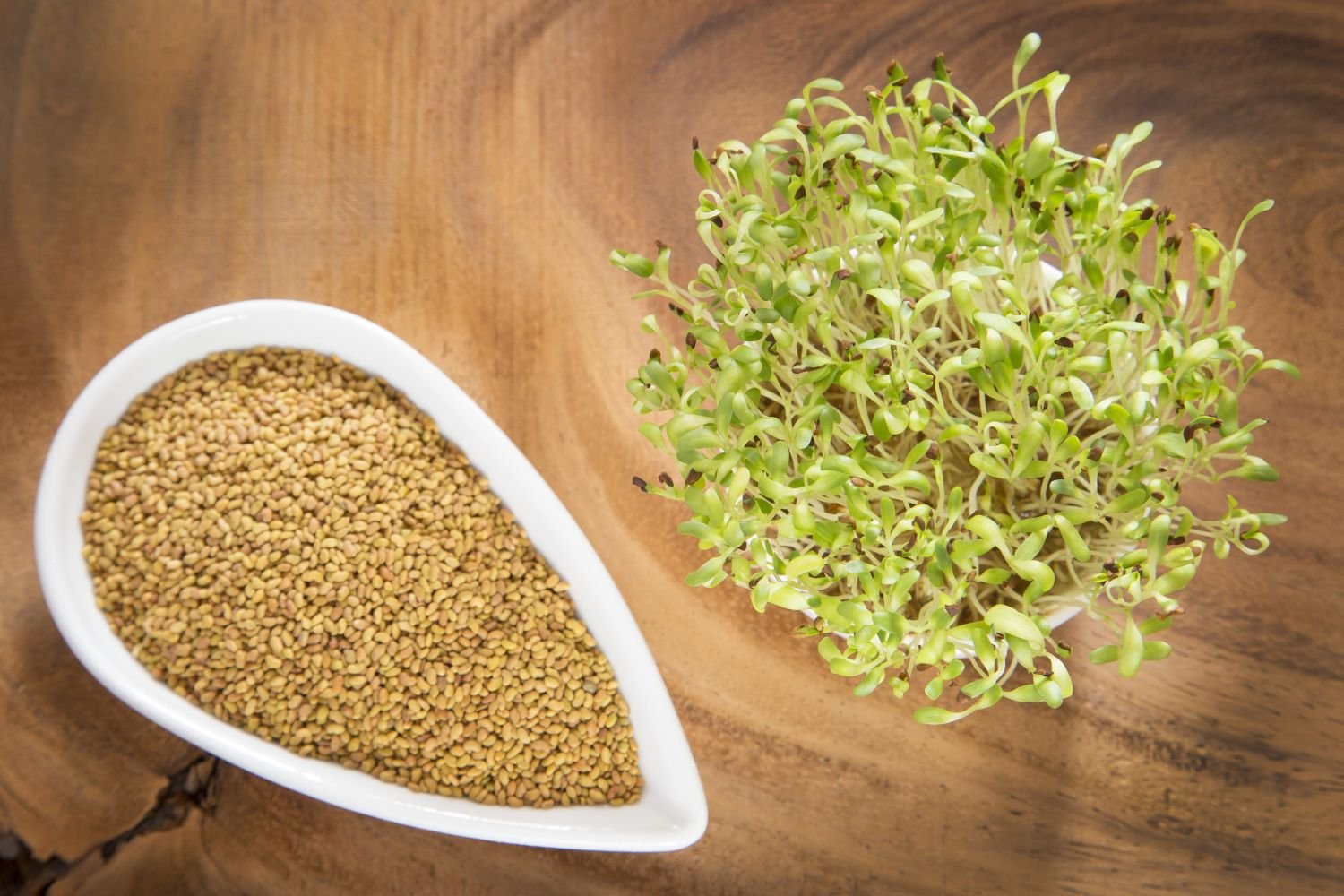 Alfalfa sprouts