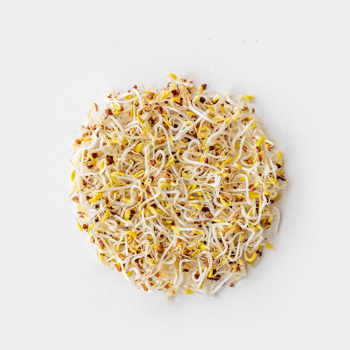 alfalfa sprouts